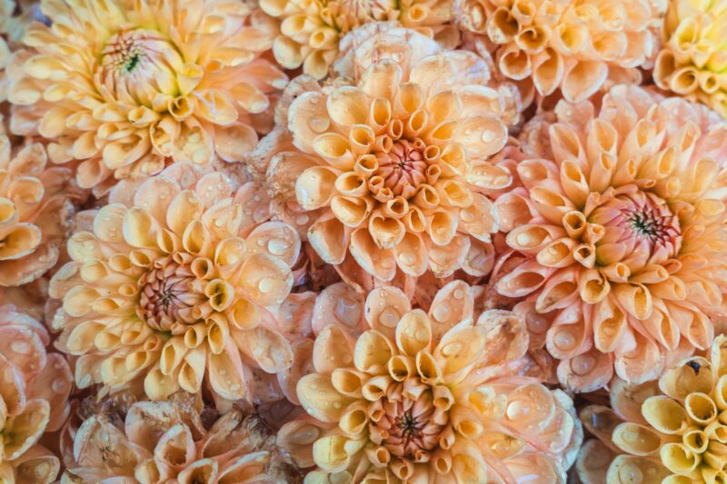 Dahlias sur un char